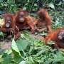 Baby orangutans in India expose 'frightening' scale of trafficking