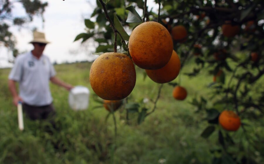 Could trees developed with gene-editing technology protect Florida's citrus industry?