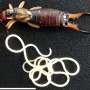 Why earwigs infected by parasitic worms head towards water