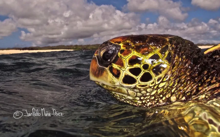 Scientists expected these Galápagos sea turtles to wander. They stayed put
