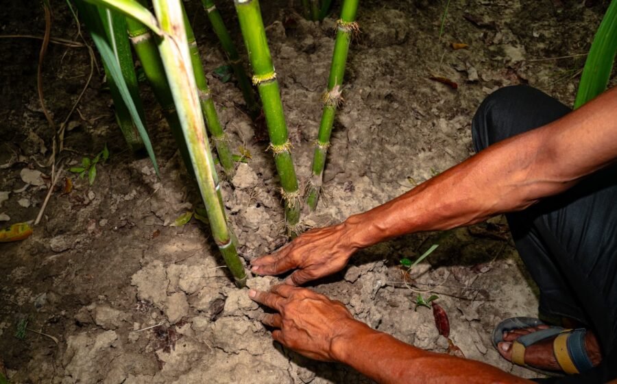 Inside India newsletter: Food crisis, economic shock ahead as India braces for El Niño
