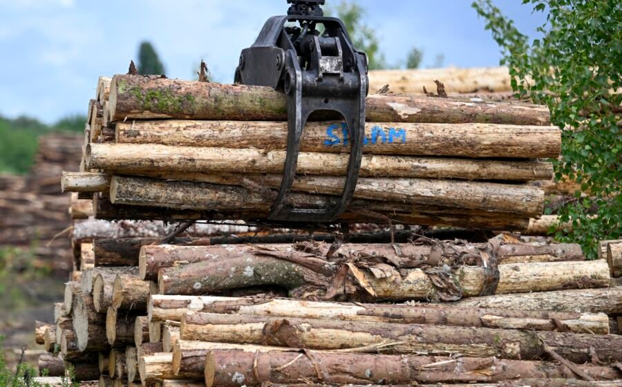 Investors are buying up vast tracts of timberland across U.S. in one of market's longest-term bets
