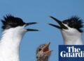 Seabird numbers bounce back in Solent region after 2022 avian flu wipeout