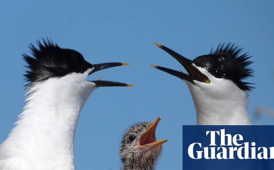 Seabird numbers bounce back in Solent region after 2022 avian flu wipeout