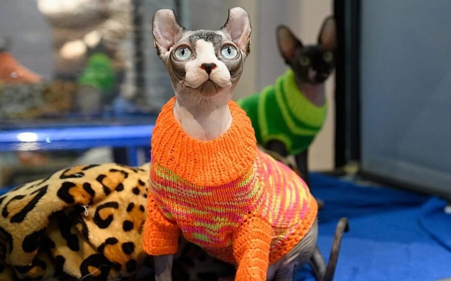 Russia leads world in cat ownership — yet has 2.8 million strays