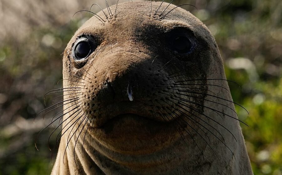 Unexpected beach guest: Elephant seal draws crowds in Rio