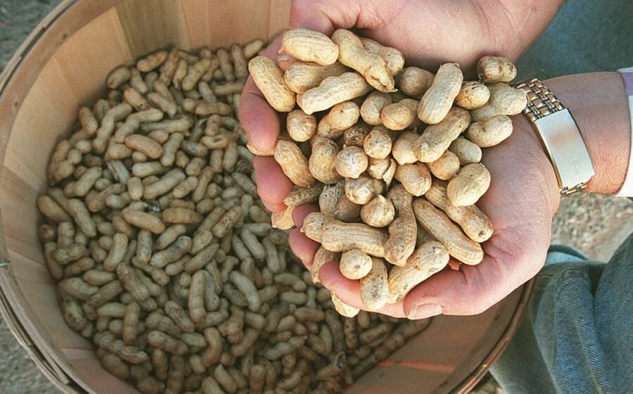 What happens to the brain when you eat peanuts daily? New study reveals striking results