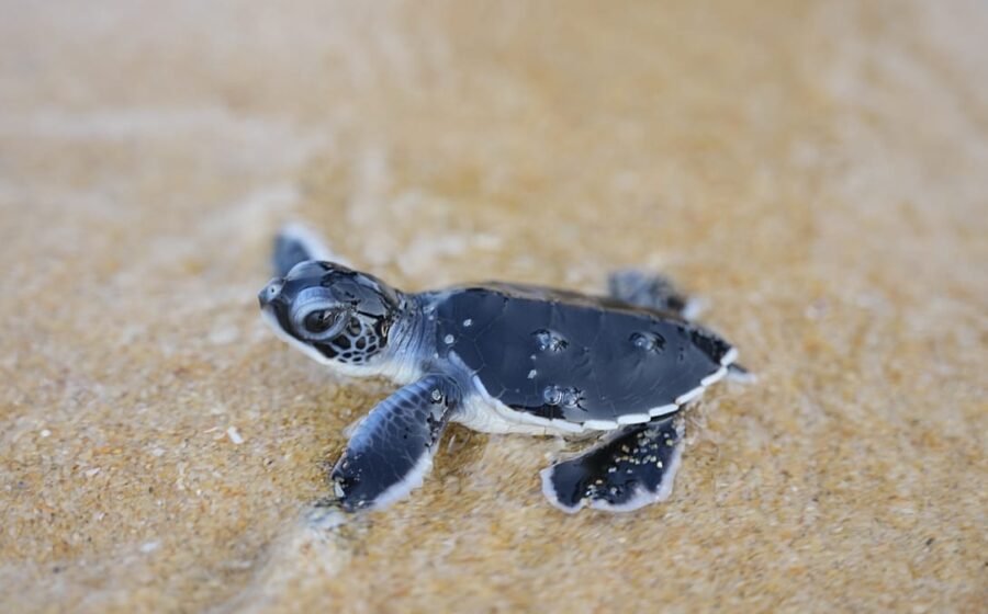 Tiny turtles take their first steps towards the sea