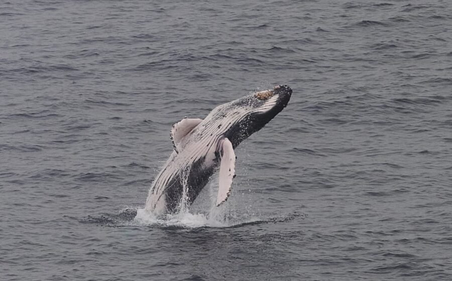 Southern right whales return to South Africa, drawing crowds to the coast