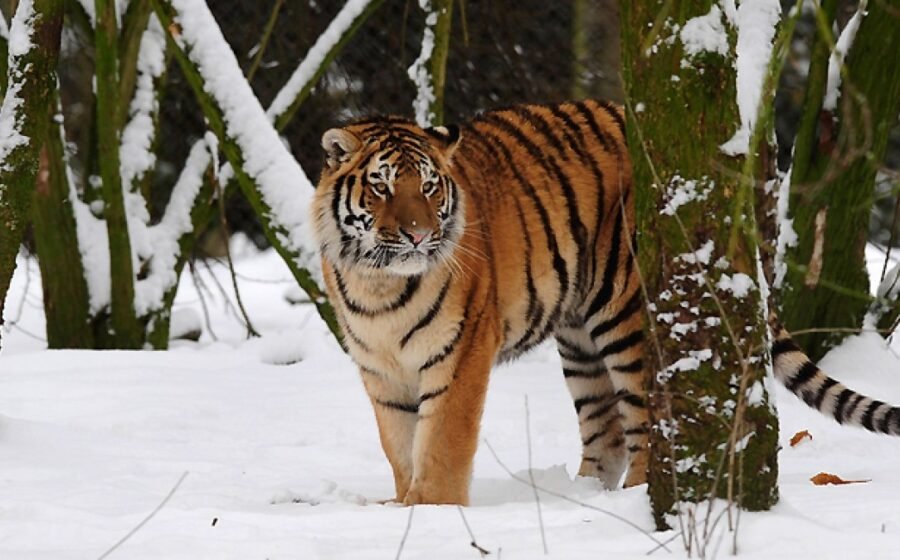 Man dies after entering tiger enclosure at England wildlife park