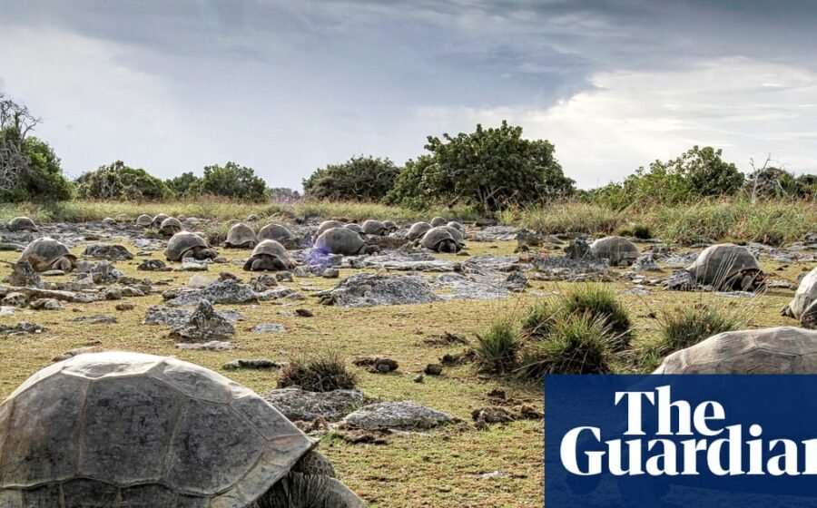 Scientists discover 180,000 giant tortoises on one Seychelles island
