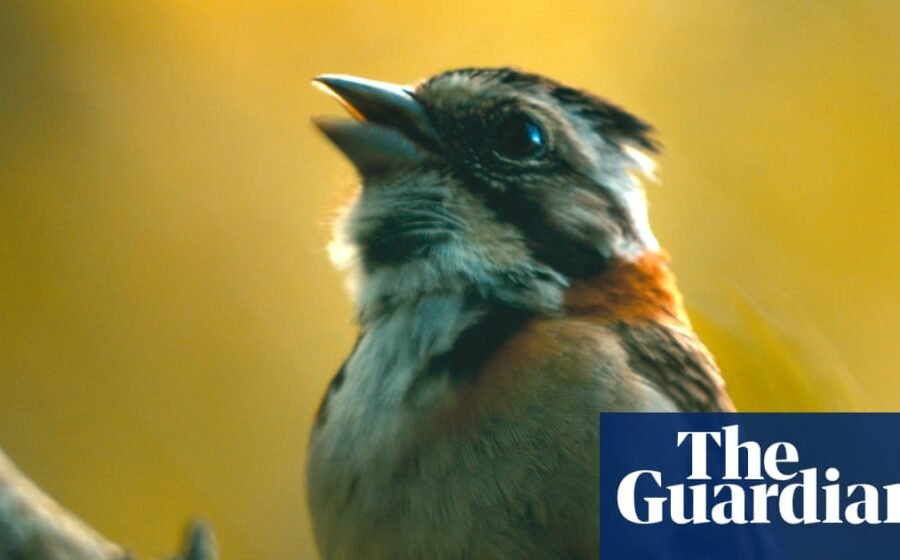 Trill seekers: can scientists use AI and tutors to help birds remember lost songs?