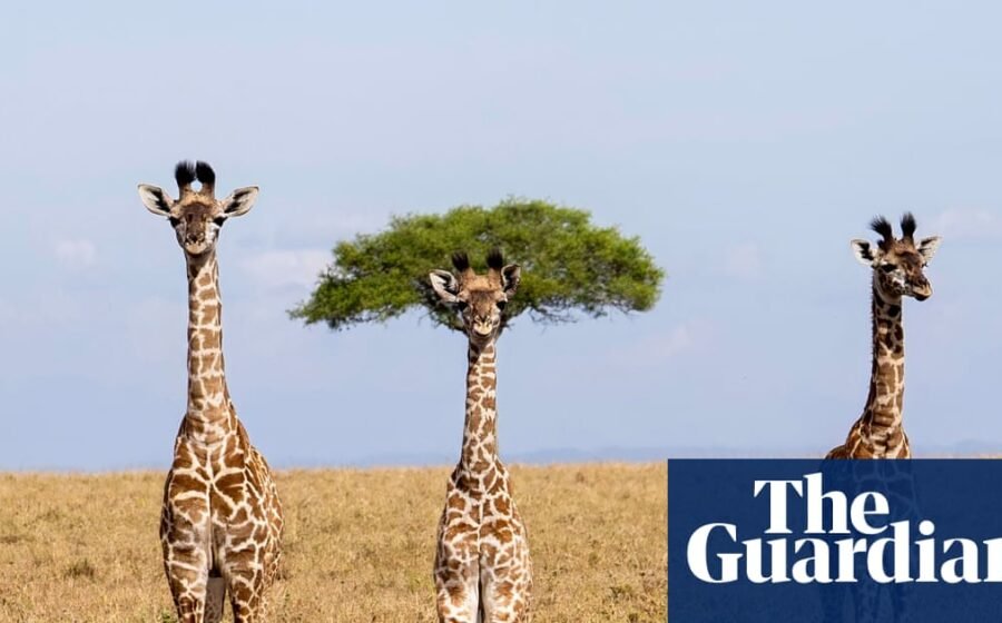 Comedy wildlife photography award finalists 2026 – in pictures