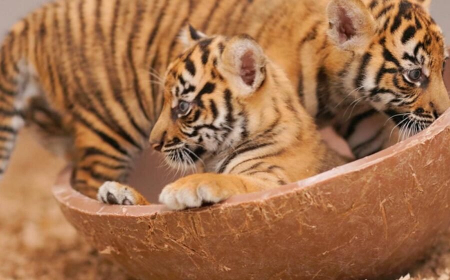 WATCH: David Muir shares milestones of Fort Worth Zoo's Sumatran tiger cubs