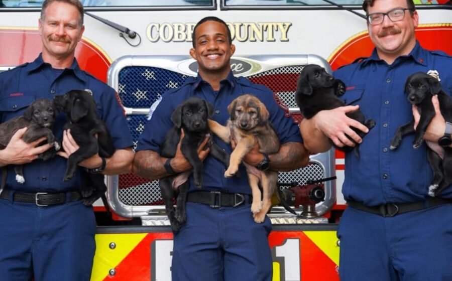 WATCH: David Muir hears from Georgia firefighters who helped deliver 15 puppies