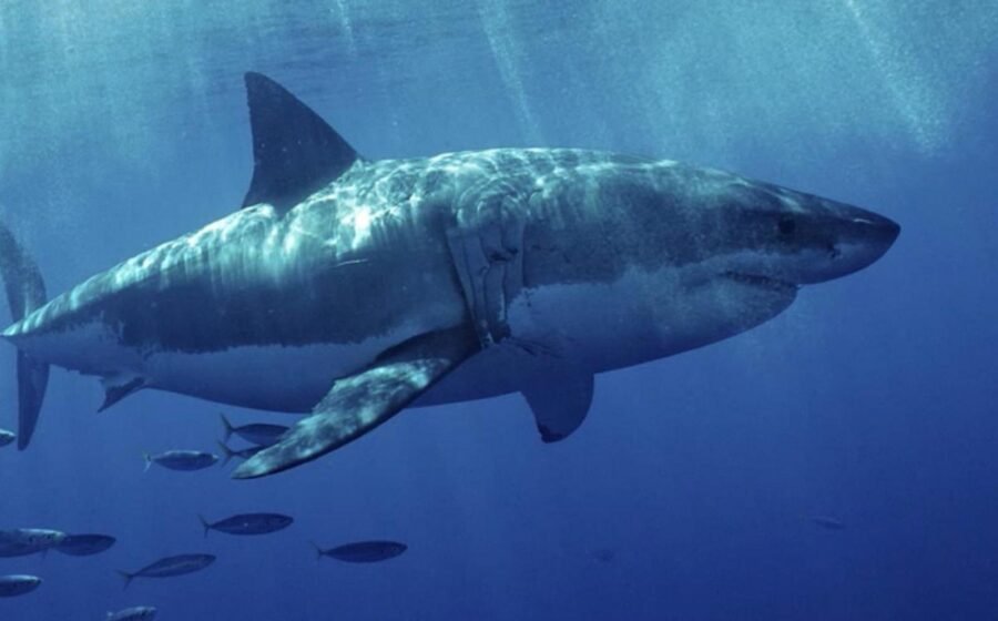 WATCH: Aggressive great white shark seen off Southern California coast