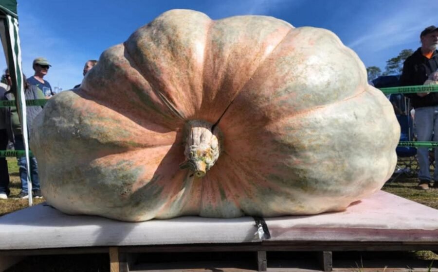 WATCH: Rhode Island farmer sets new record for world's biggest pumpkin