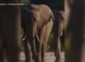 WATCH: Nat Geo's 'Moment on the Earth' spotlights the wonders of elephants