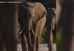 WATCH: Nat Geo's 'Moment on the Earth' spotlights the wonders of elephants