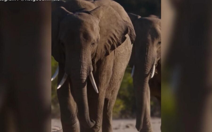 WATCH:  Nat Geo's 'Moment on the Earth' spotlights the wonders of elephants
