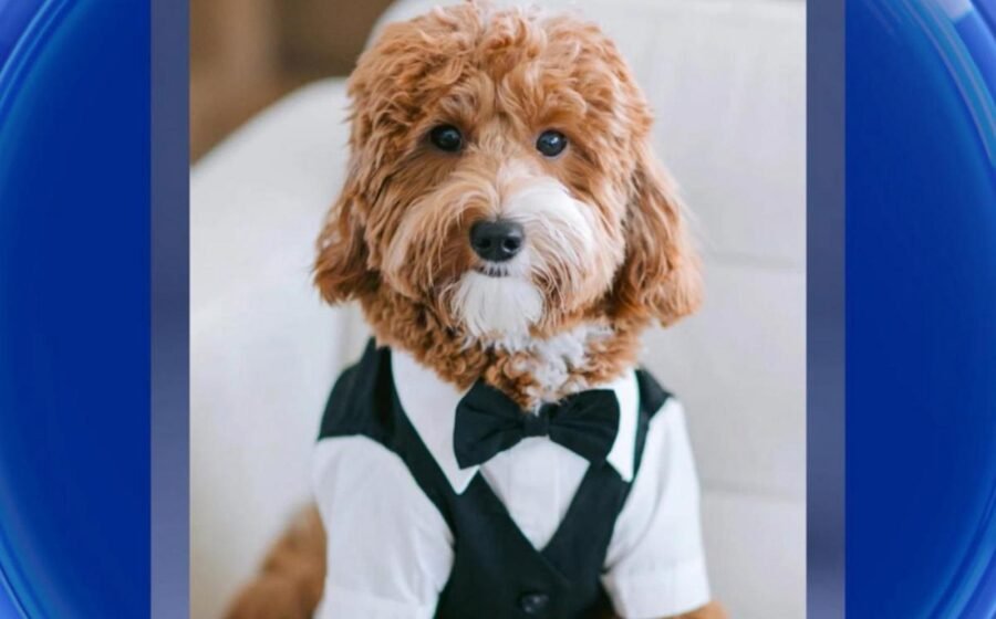 WATCH: David's Bridal puppy collection