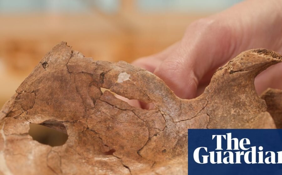 Neanderthal remains may be earliest human ancestor find killed by a spear