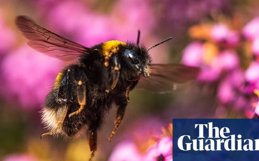 Next UK banknotes to feature barn owls, bumblebees, puffins and hedgehogs