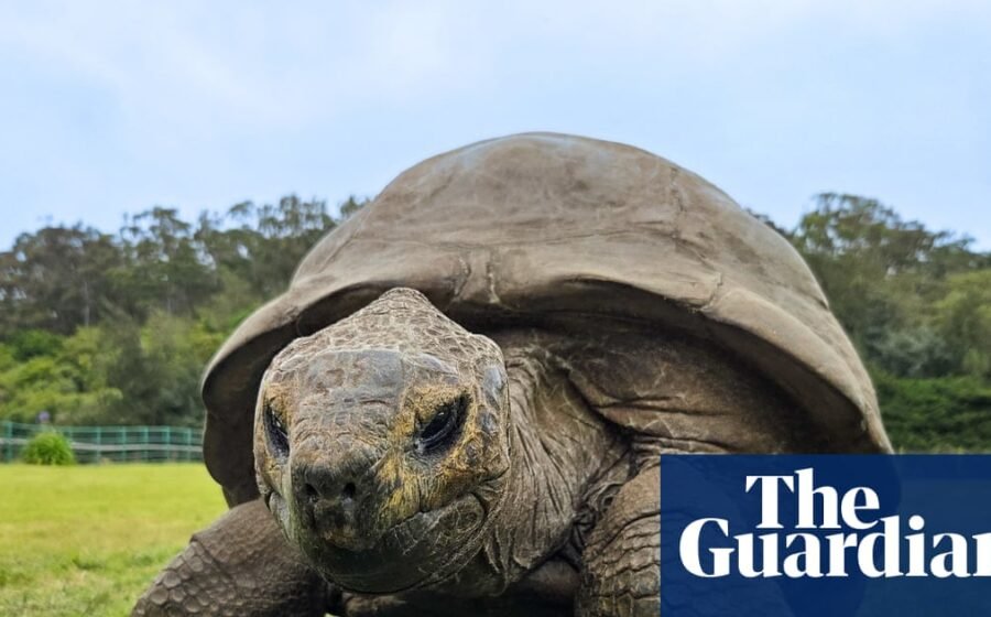 Jonathan the giant tortoise, 194, offers up insight into secrets of longevity