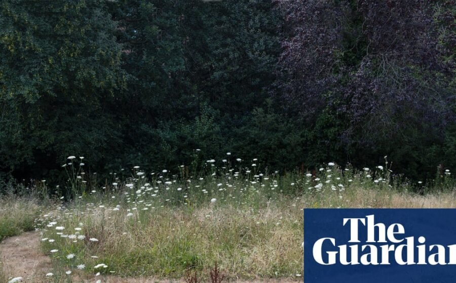 Sod’s law: what can two turf swaps 40 years apart tell us about Britain’s biodiversity crisis?