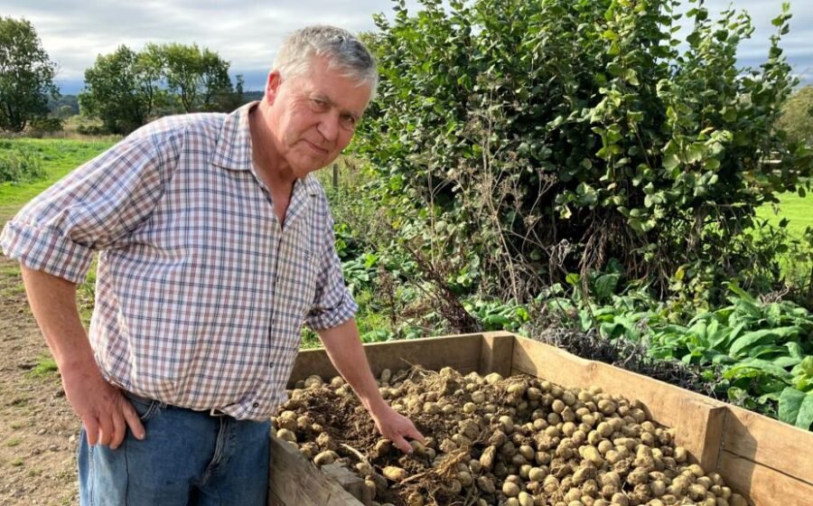 Why hotter summers are making British potatoes smaller