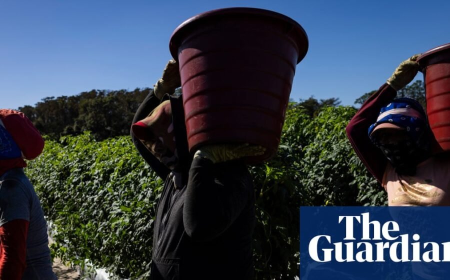 US workers facing deadly heat borrow from tomato pickers to win key protections