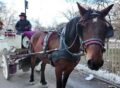 Horse-drawn carriage ban approved by NYC Council