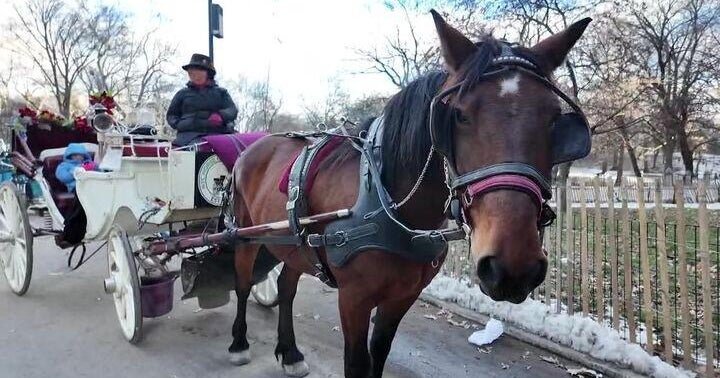 Horse-drawn carriage ban approved by NYC Council