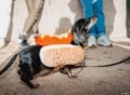 The dachshund, a humorous icon with political symbolism