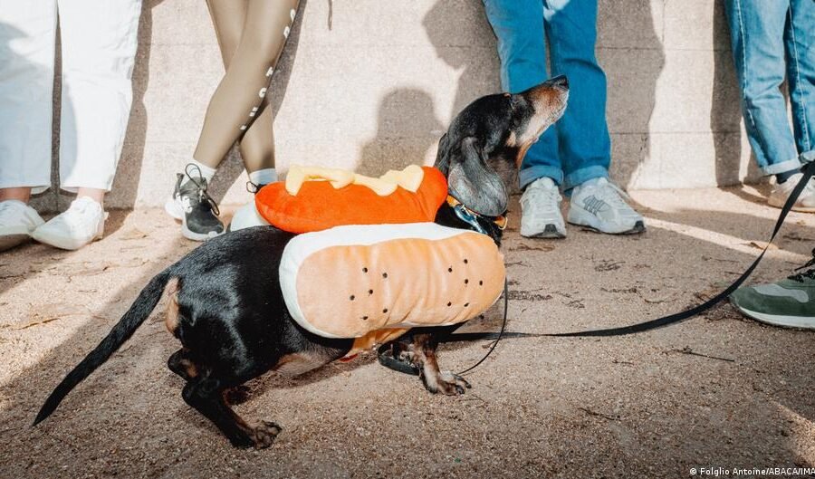 The dachshund, a humorous icon with political symbolism