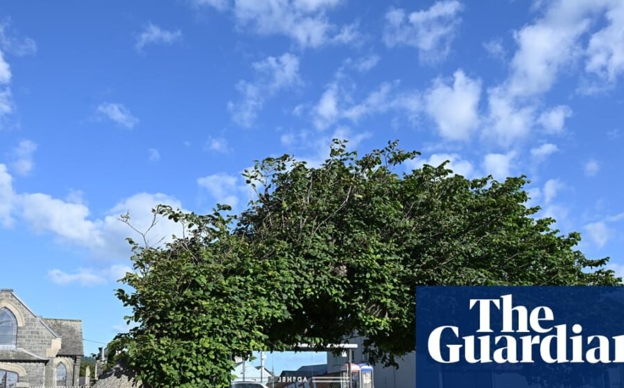 Bendy elm still standing against all odds crowned UK tree of the year