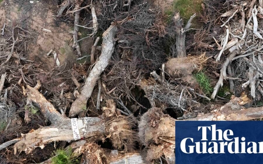 Despair after 200-year-old ‘grandmother’ tree toppled for Trump’s border wall: ‘It crushes your heart’