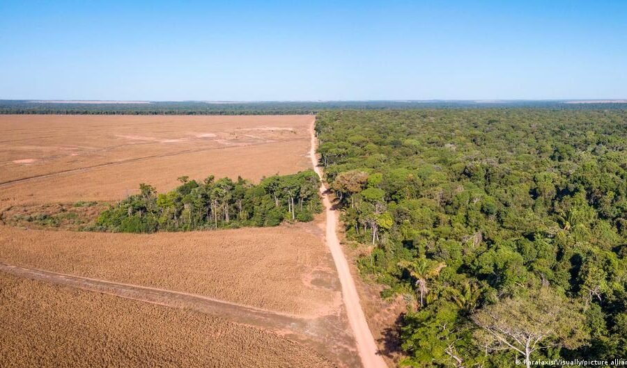 Brazil's elections matter for the planet. This is why