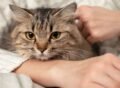 Can’t bear to say goodbye to your pet? Biotech’s got you covered.