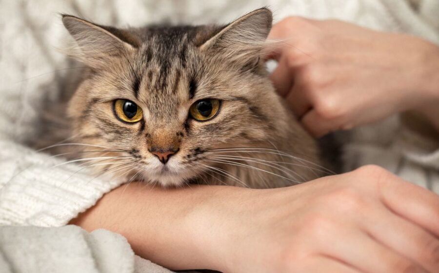 Can’t bear to say goodbye to your pet? Biotech’s got you covered.