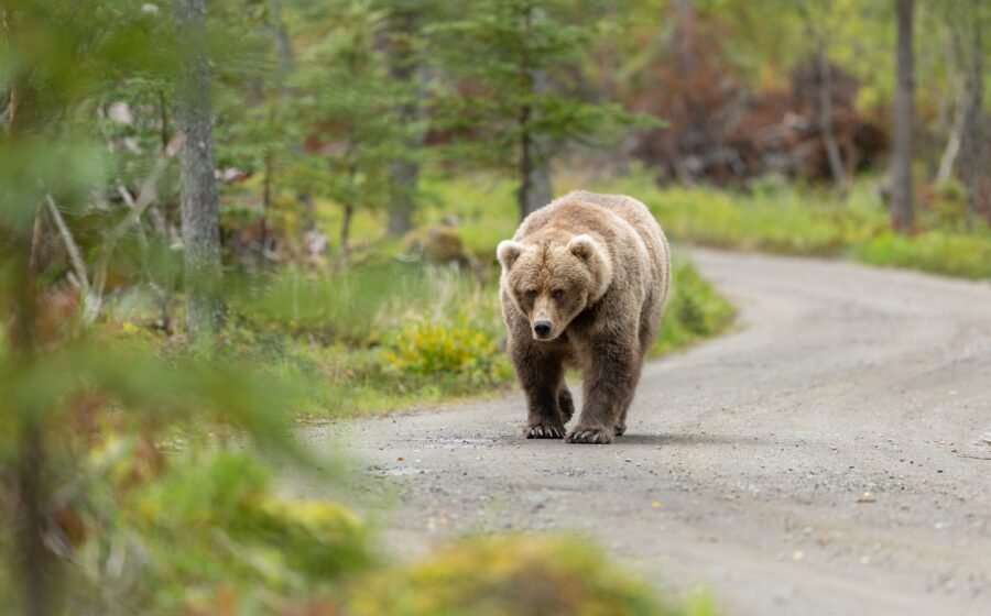 Officials decide next steps for 500-pound bear meandering California neighborhood