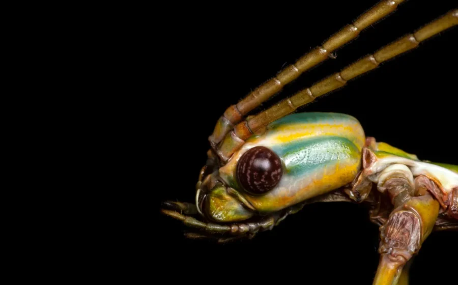 This giant stick insect fooled scientists for decades