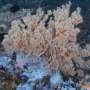 Against the odds: Why some ecosystems thrive