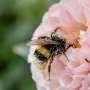 Bees struggle to smell flowers when air pollutants combine