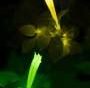Glowing plants reveal immune responses around infection sites via two colors