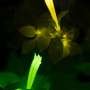Glowing plants reveal immune responses around infection sites via two colors