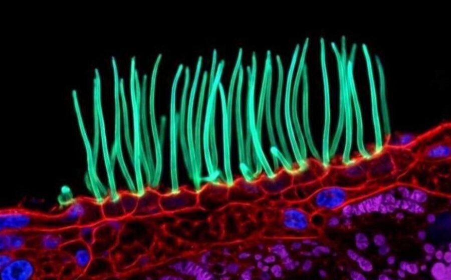 Tiny image sparks big backlash in Nikon photo contest