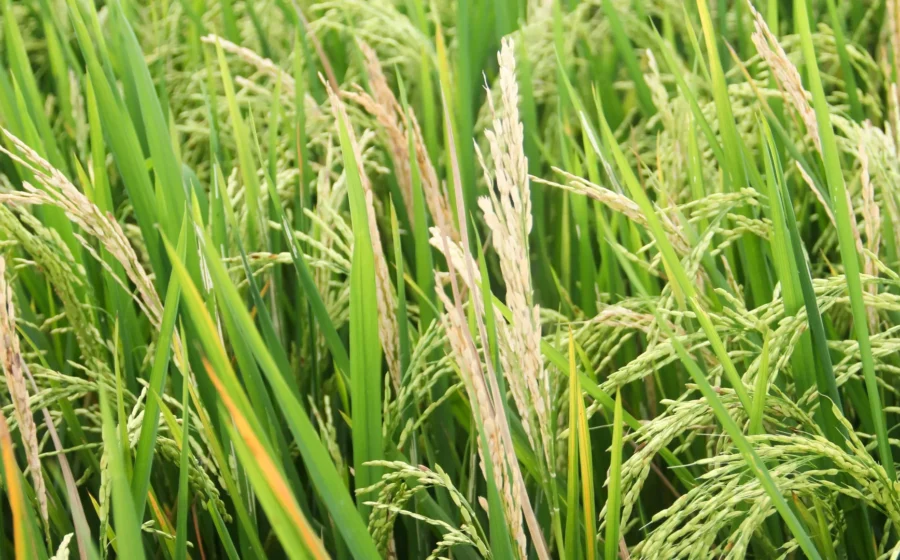 A fungus is threatening the world’s food supply. Scientists just found a new defense
