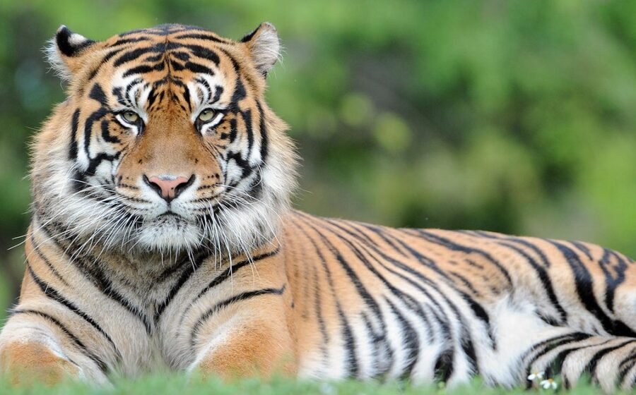 Man attacked by tiger in England after entering enclosure at wildlife park