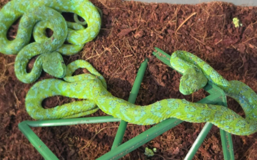 Man with suitcase full of snakes stopped at German airport